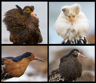 Portaits of different Ruff male breedingplumages
