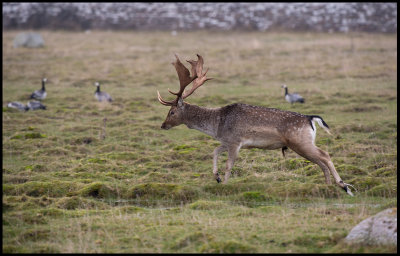 Amale Fallow deer and geese at Ottenby