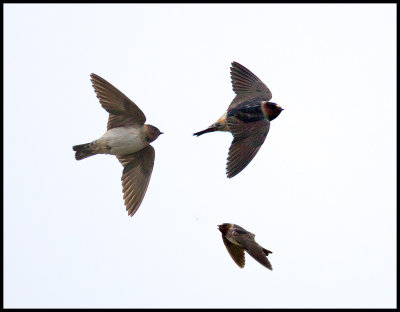 American Cliff Swallow (Stensvala) First record in Sweden - snapping insects land (3 files)