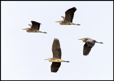 Grey Heron at Lake Bergunda (Grhger kollage) - 4 pictures