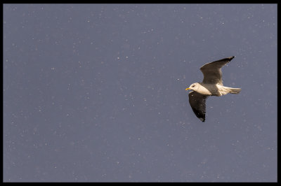 Mew Gull (Fiskms) in heavy snowfall - Lake bergunda