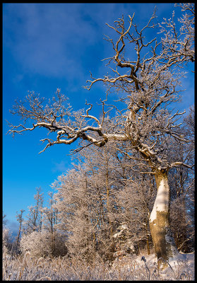 Old Oak at Varetorp - Smland