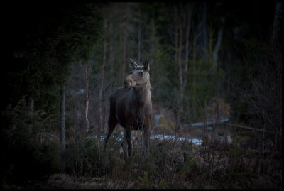 Moose in the middle of the night - Strömsund