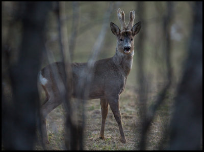 Male Deer - Strmsund