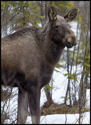 Moose - Strmsund