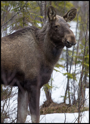 Moose - Strömsund