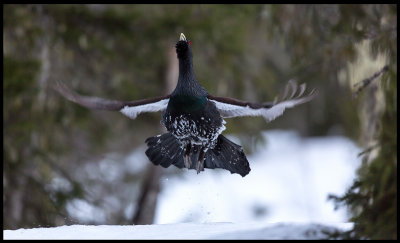 Capercaillie in flight - Norway