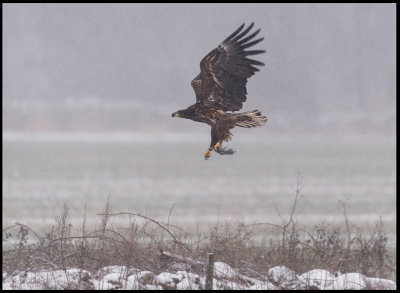 Young Sea Eagle taking off with a piece of sheep (?) near s Church Ottenby