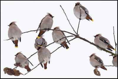 Two more places left to sit on! Bohemian Waxwings (Sidensvansar) - Rockneby