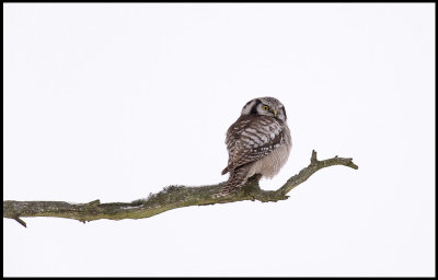 Northern Hawk Owl (Hkuggla) - Rockneby
