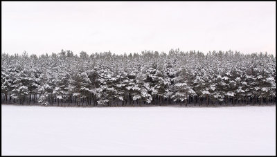 Young pine forest in snow at Rockneby - Kalmar