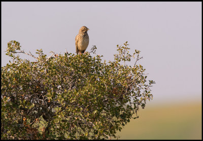 Corn Bunting (Kornsparv)