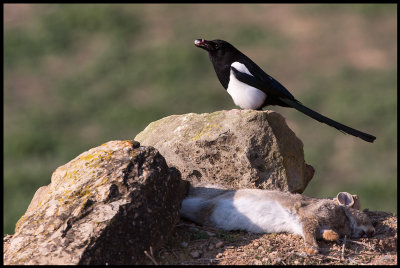 Magpie with a rabbits eye and optic nerve (Skata tagit en död kanins öga med synnerv)