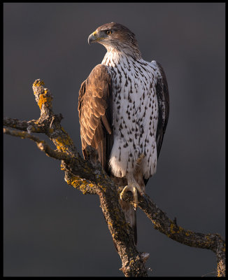 Female Bonelli`s Eagle (Hona hkrn)