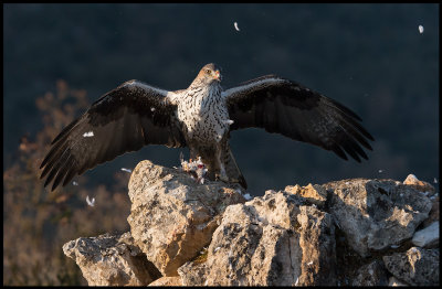 Female Bonell`s Eagle (Hona Hkrn)