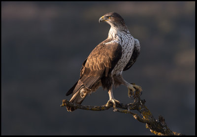 Female Bonelli`s Eagle (Hona hkrn) - Spain