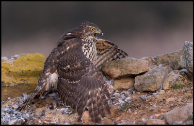 Immature Goshawk protecting its prey (Duvhk skyddar byte) - Spain