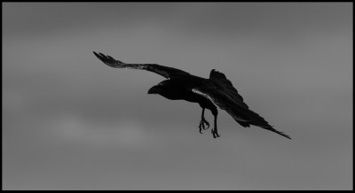 Raven - Black bird in Black & White (Korp)