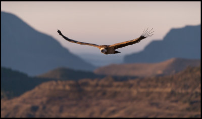 Early bird Griffon Vulture flying at dawn (Gåsgam)