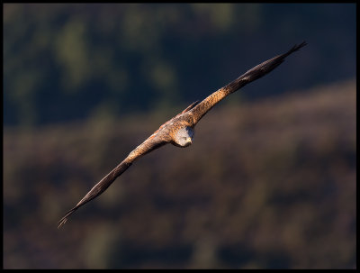 Red Kite (Glada)