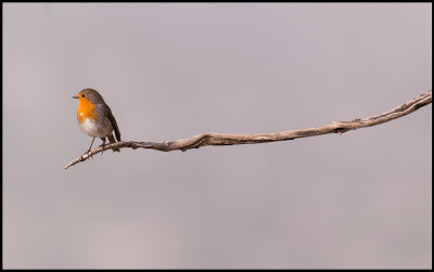 Robin (Rödhake) - Spain