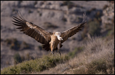 Landing Griffon Vulture (Gsgam)