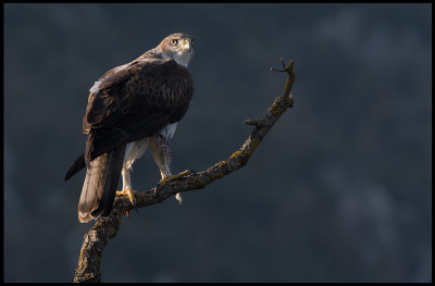 Male Bonelli`s Eagle (Hkrn hane) leaving after eating
