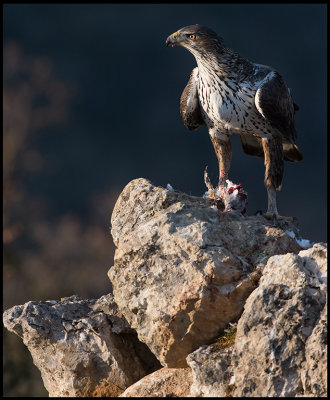 Female Bonell`s Eagle (Hona Hkrn)