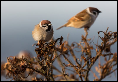 Tree Sparrows (Pilfinkar) - Torekov