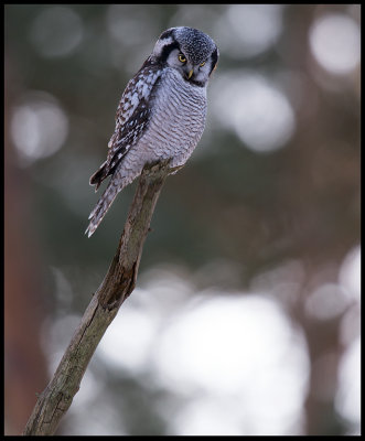 Northern Hawk Owl (Hkuggla) - Tosteberga