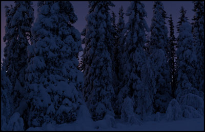 Deep in the forest at dusk - Skaulo Lapland