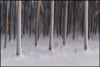 Frozen forest at the arctic circle - Sweden