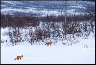 Early morning red Foxes near Nikkaluokta - Lapland