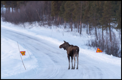 Here I am..... and where are the deers? Moose - Lapland