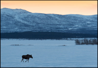 Lonely Moose? Walking on the ice at Kaalasjrvi - Lapland