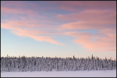 Winter forest near Svappavaara - Lapland