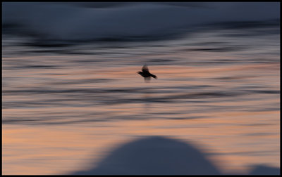 Dipper (strmstare) at dusk - Kalixlven / Lapland