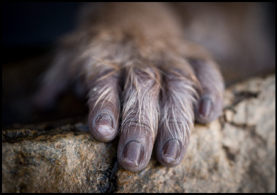 A primates hand....
