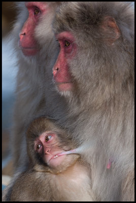 Young Makak still connected with mother