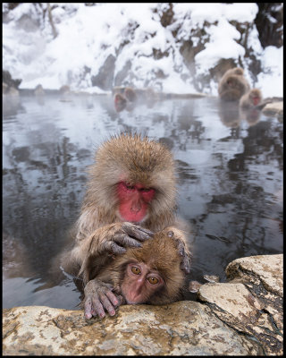 Cleaning the young in the bath