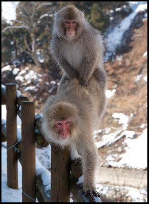 Mating Makaks