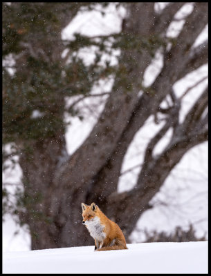 Red Fox near Lake Kussharo - Hokkaido