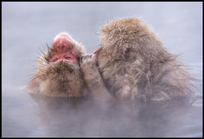 Cleaning each other in the bath