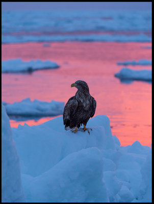 Adult White-tailed Sea Eagle (Havsörn) at dawn