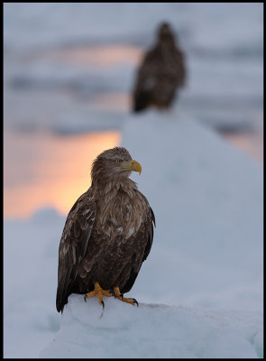Adult White-tailed Sea Eagle (Havsörn) at dawn