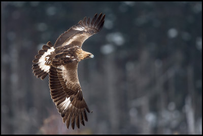 Golden Eagle (Kungsrn 3k) - Store Mosse Sweden