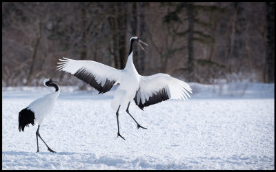 Dancing Snow Cranes