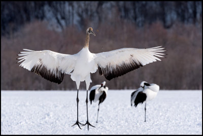 Young crane display