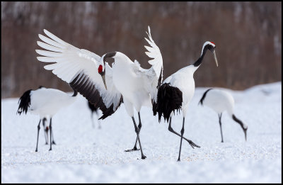 Dancing Snow Cranes