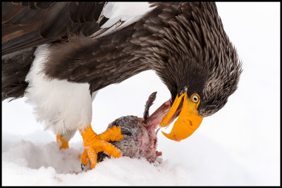 Stellers`s Eagle with fish